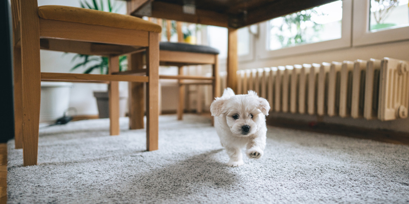 Don’t Neglect Professional Carpet Cleaning!